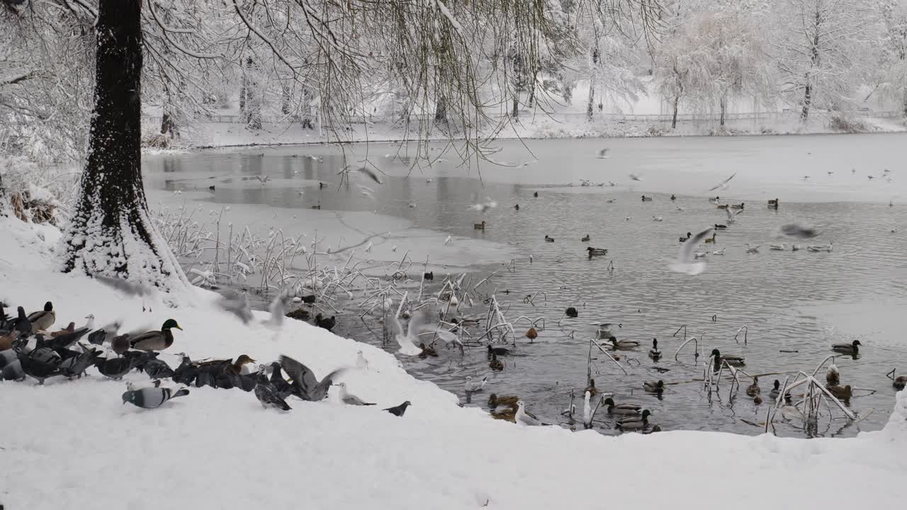 공원 에서 먹이 를 찾고 있는 오리 들, 해파리 들, 비둘기 들