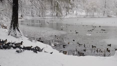 ducks, seagulls and doves searching for food in public park
