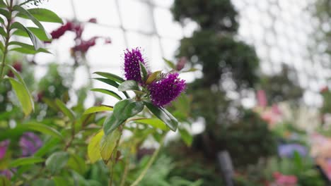blooming flower of singapore garden, close up motion view