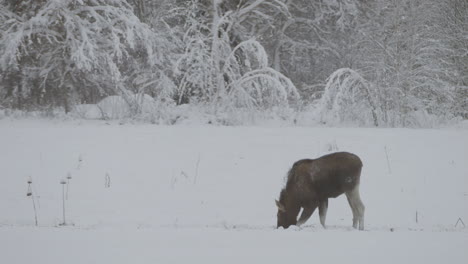 moose in search for food in harsh winter wonderland landscape, distance view