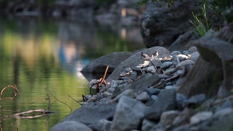 A-wagtail-feeds-its-child-on-a-lake-in-the-landscape-of-Norway-Scandinavia