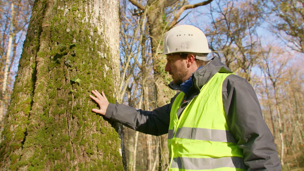 arborista, cultivo, gestión y estudio de árboles, arbustos y vides