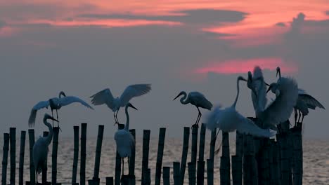 The-Great-Egret,-also-known-as-the-Common-Egret-or-the-Large-Egret