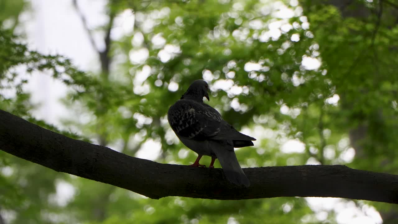 la mejor vista en tokio