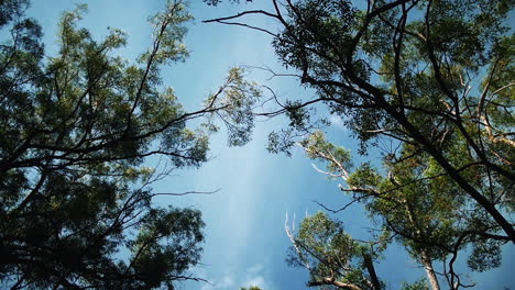 looking up to the sky through branches and trees on a bright sunny day - low angle shot