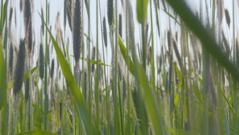 Closeup-of-stalks-grown-during-harvest-season-in-farm