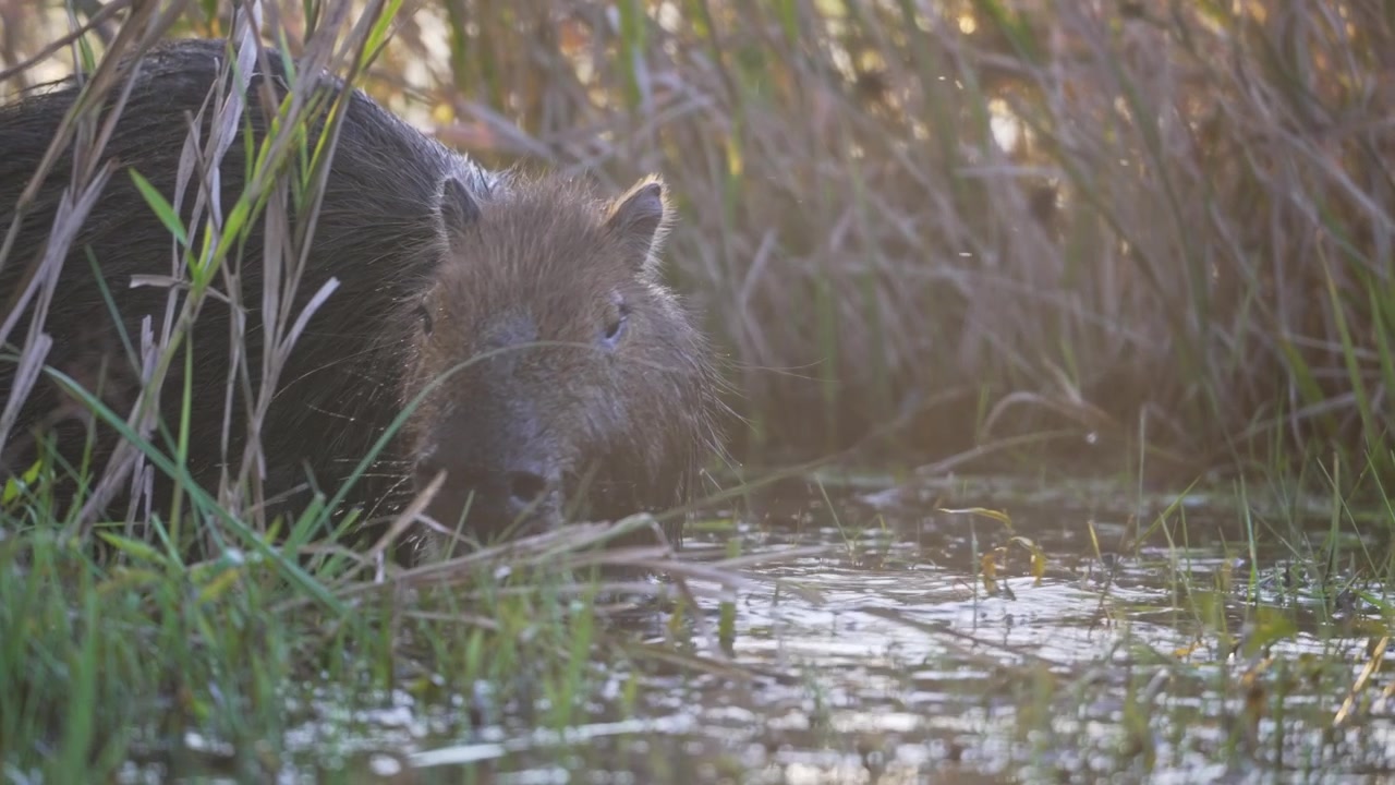 Un capibara cerca cibo tra i canneti in acque poco profonde nelle zone umide dell'Iberá, in Argentina. Un profilo basso e ravvicinato in controluce al tramonto crea un'atmosfera intima per film naturalistici e documentari sul comportamento animale.