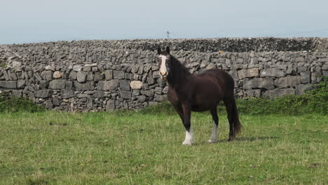 irish horse grazes on inishmore island