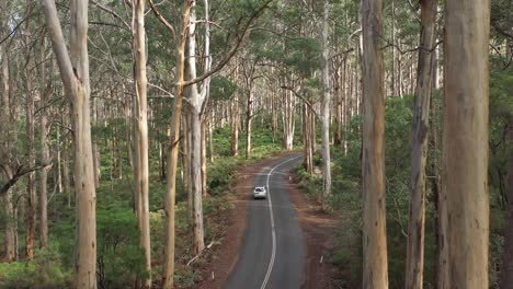 Excelente-Toma-Aérea-De-Un-Auto-Conduciendo-A-Través-Del-Bosque-Boranup-En-El-Oeste-De-Australia