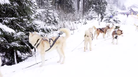 group of siberian husky waiting for the run