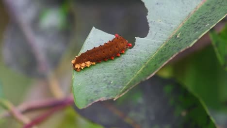 Close-up-shot-of-a-herbivorous-swallowtail-moth-caterpillar,-Trypanophora-Semihyalina-Kollar-at-its-larval-stage-feeding-on-fresh-green-leaf-in-a-tropical-forest-environment-in-Thailand-Asia