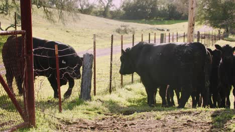 two black bulls trying to fight each other through a barbed wire metal fence