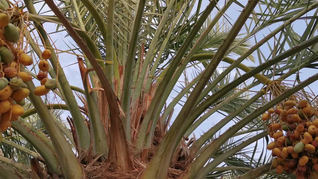 Green and yellow dates on a date palm tree