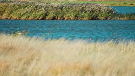 strang wind sways dry grass and reeds and the sea coast