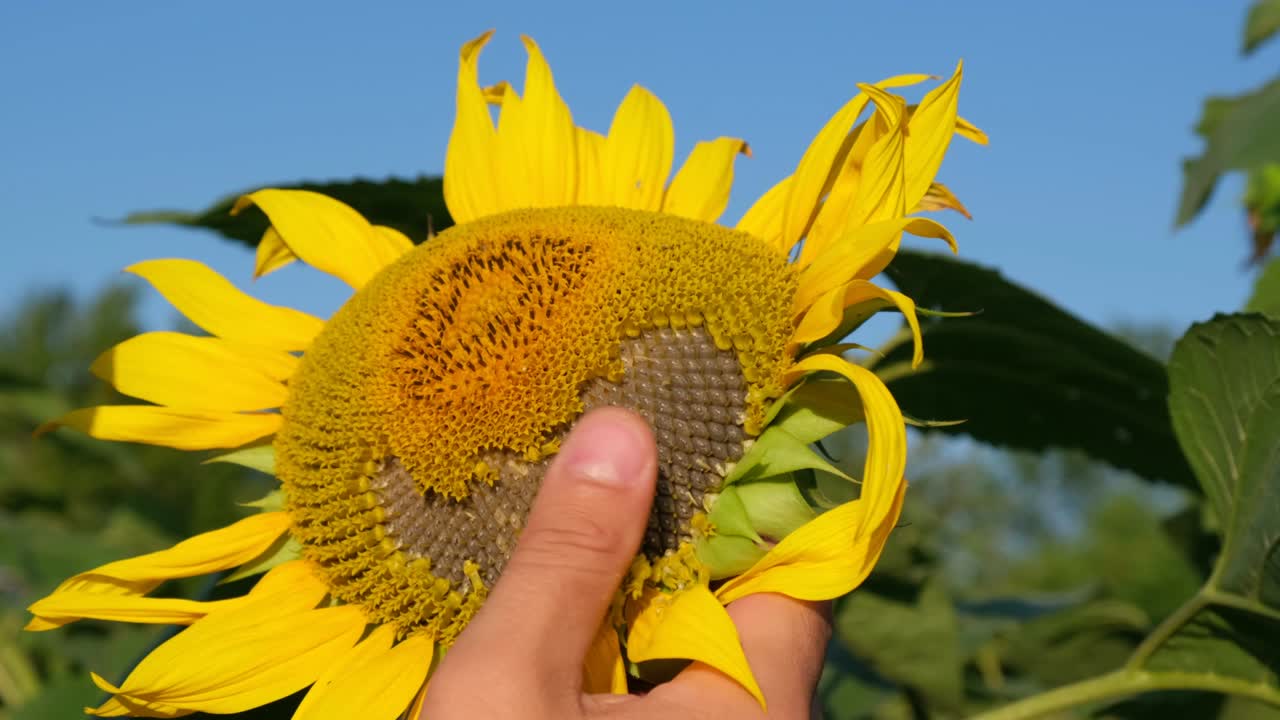 фермер проверяет подсолнечники перед сезоном сбора урожая. кредитование фермеров для экономической работы.