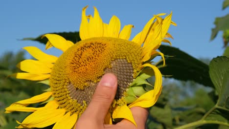 un agricultor inspecciona los girasoles antes de la temporada de cosecha. prestando a los agricultores para el trabajo económico.