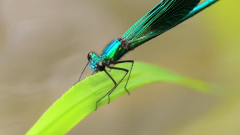 beautiful demoiselle (calopteryx virgo) is a european damselfly belonging to the family calopterygidae. it is often found along fast-flowing waters where it is most at home.