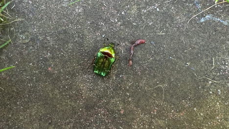 top down shot of a chafer beetle walking