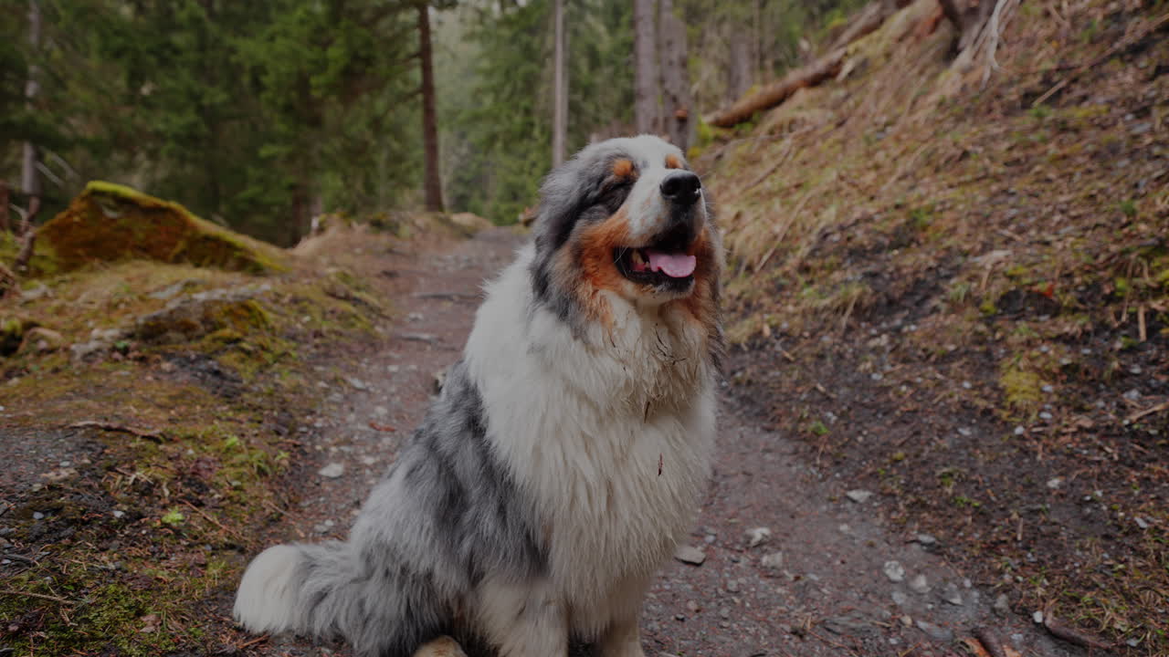 Australian Shepherd exploring a lush mountain forest, walking through trees and sunlight, capturing the spirit of adventure and nature.
