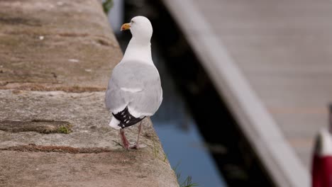a close-up sequence of a seagull walking and pausing on a stone dock beside calm water, captured in soft natural daylight with a steady camera