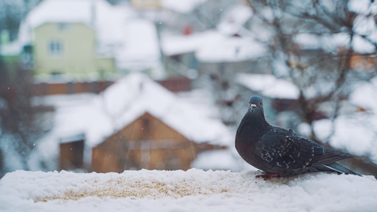 Pigeons eating in cold winter outdoors. Birds on the streets of the city.