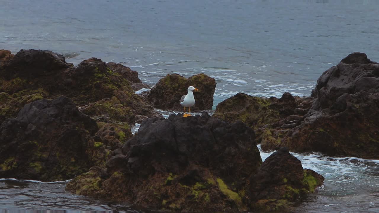 gaviota en hábitat natural encima de rocas costeras volcánicas y luego volando hacia el océano atlántico, cerca del pueblo pesquero rural de caniçal ubicado en la isla de madeira