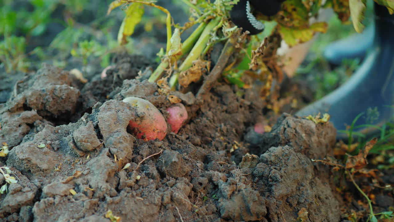 지상 농산물 개념에서 감자 덤불을 파다