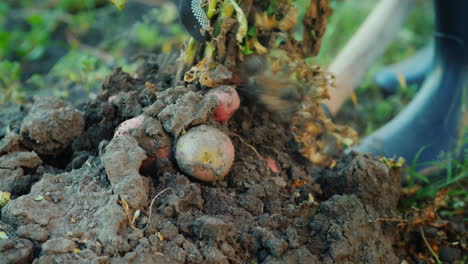 dig out a potato bush from the ground farm products concept