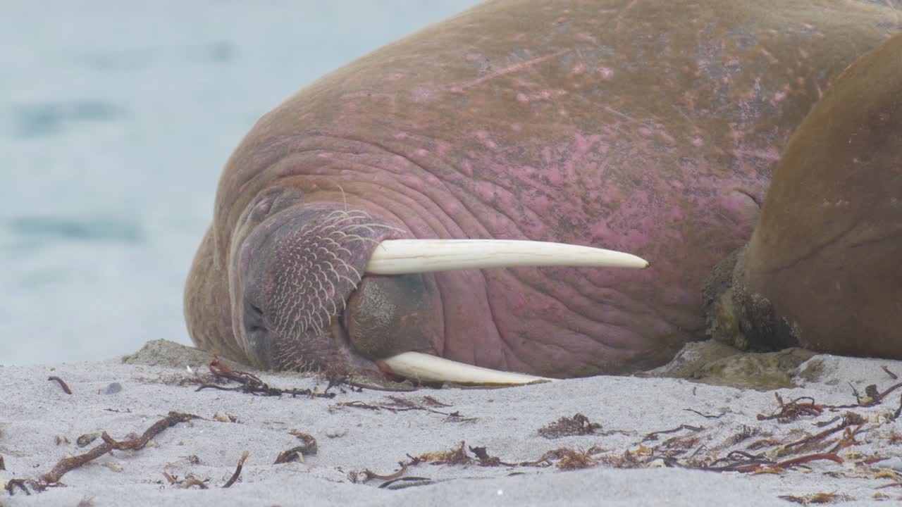 스피츠베르겐 해변 에 누워 있는 해파리