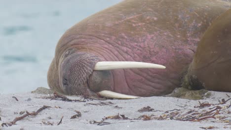 la morsa acostada en la playa de spitsbergen
