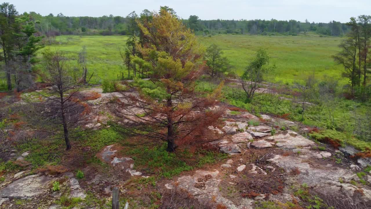 Alberi secchi vicino alla foresta e alla ferrovia a Byng Inlet, Ontario, Canada