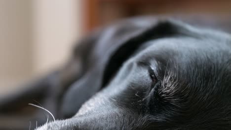 Los-Ojos-De-Un-Perro-Negro-Mayor-Durmiendo-Profundamente-En-El-Suelo.