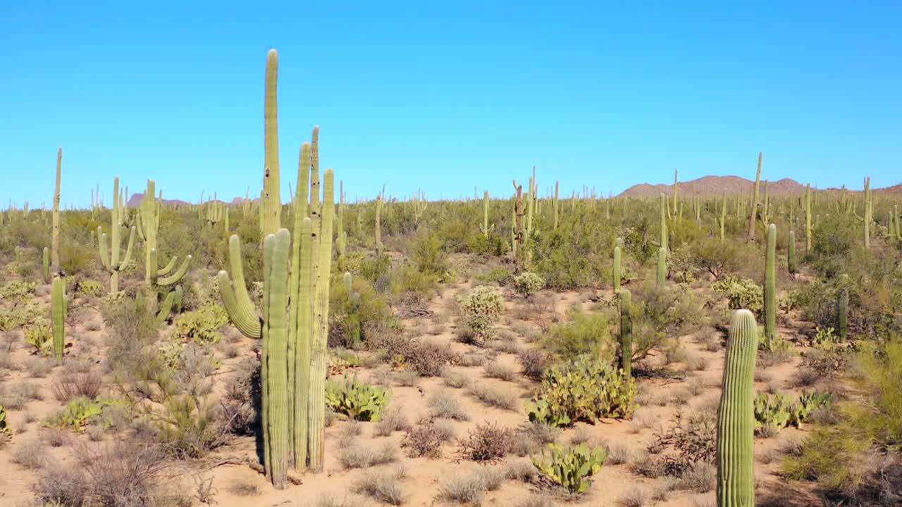 antena 4k de paisaje desértico con cactus en el parque nacional saguaro, por tucson, arizona, estados unidos