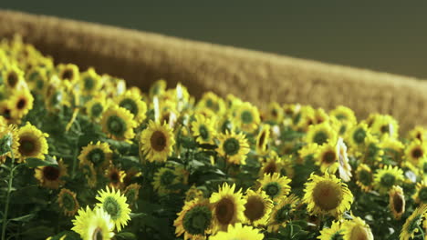 Sunflower-field-bathed-in-golden-light-of-the-setting-sun