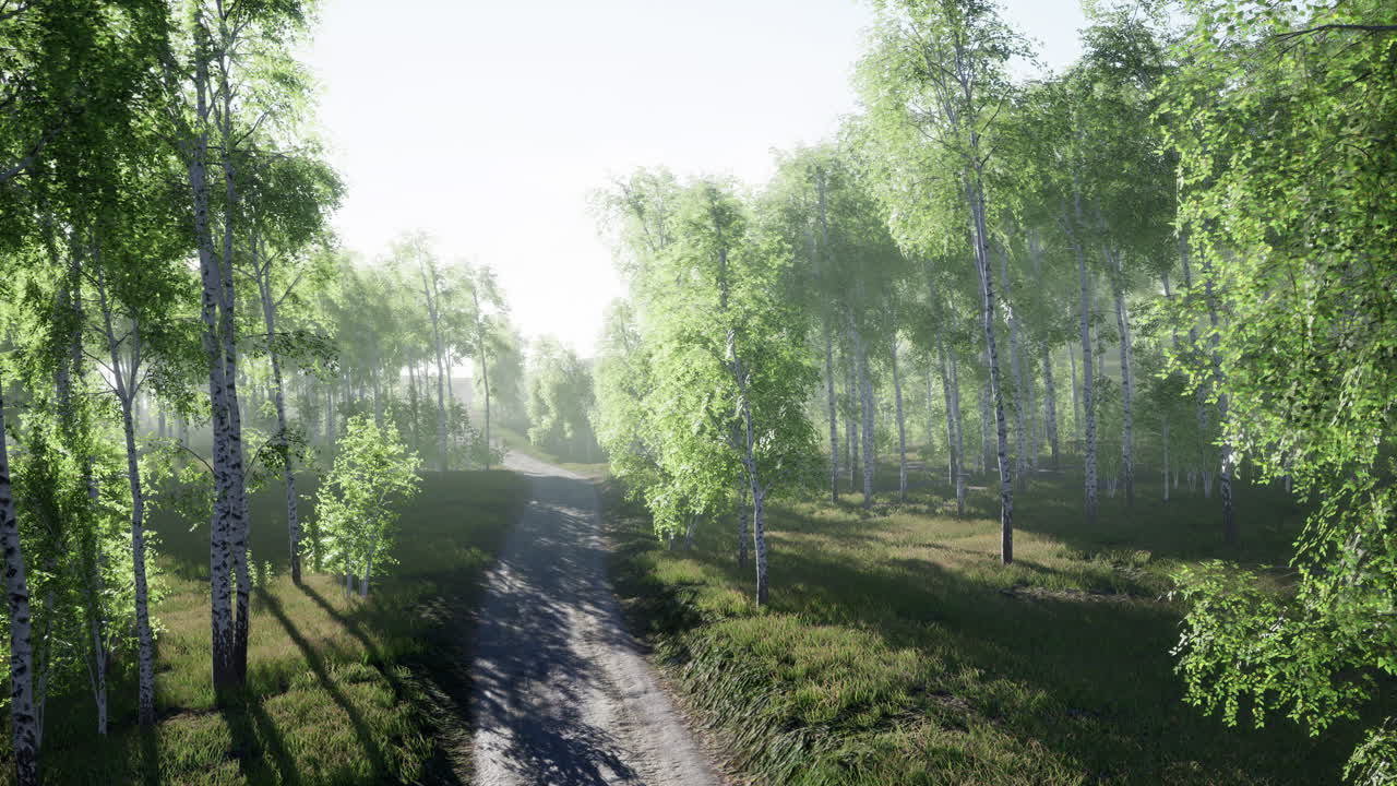 여름 숲을 가로질러  ⁇ 은 길