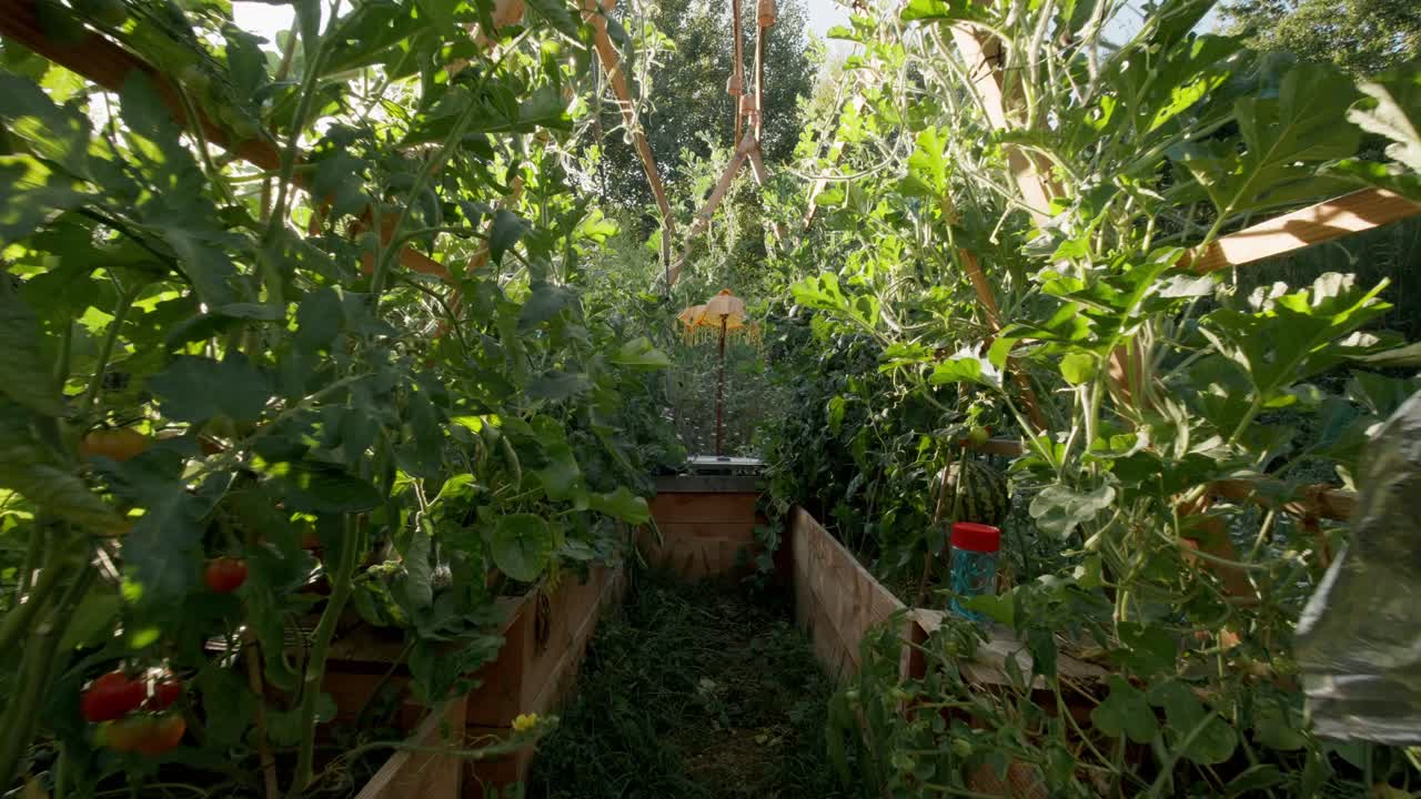 Tät grön vegetation i en permakulturträdgård med upphöjda träplanteringslådor och klätterväxter stödda av strukturer. Följande kameraåkning genom gångvägen.