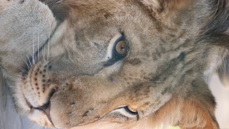 sleeping lion