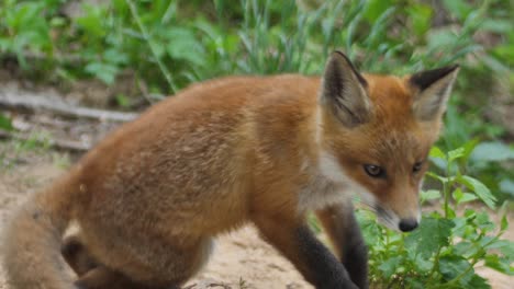 Cute-red-fox-cub-stands-in-the-grass-and-looks-at-the-camera