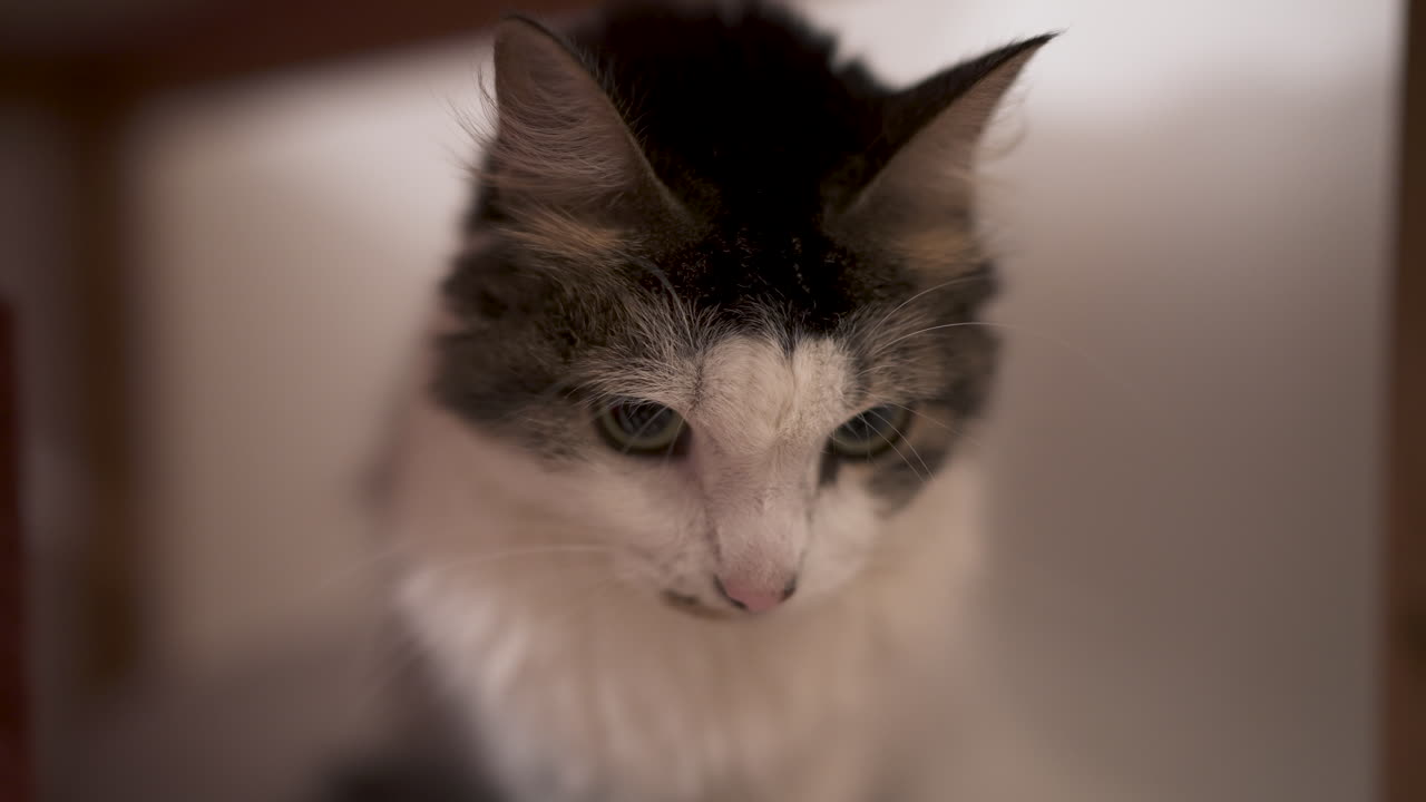 Cat staring at camera indoors with soft lighting and blurred background, shallow depth of field