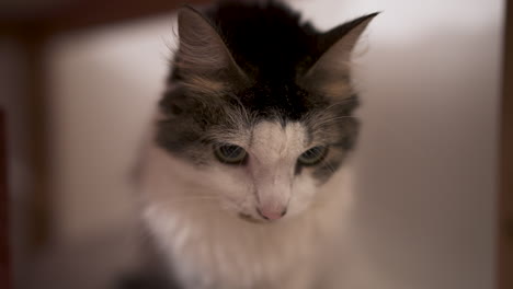cat staring at camera indoors with soft lighting and blurred background, shallow depth of field