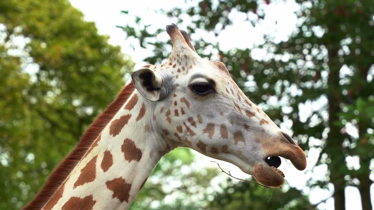Ritratto ravvicinato che cattura una simpatica giraffa 'mega browser', Giraffa camelopardalis, con motivi maculati sul mantello, mentre mangia e bruca.
