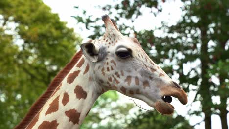 portrait close up shot capturing a cute mega browser giraffe, giraffa camelopardalis with spotted coat patterns, eating and chewing browse