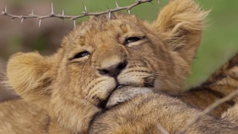 close up of sleepy lion cub