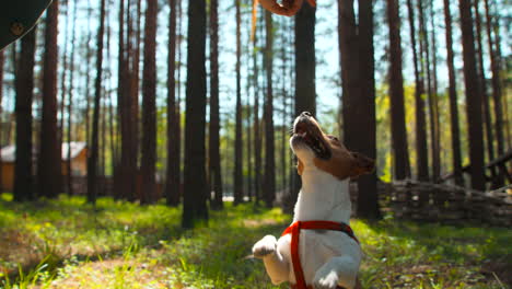 jack russell terrier jugando en el bosque