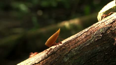 Blattschneiderameisen-Bewegen-Blätter-über-Einen-Waldboden-3