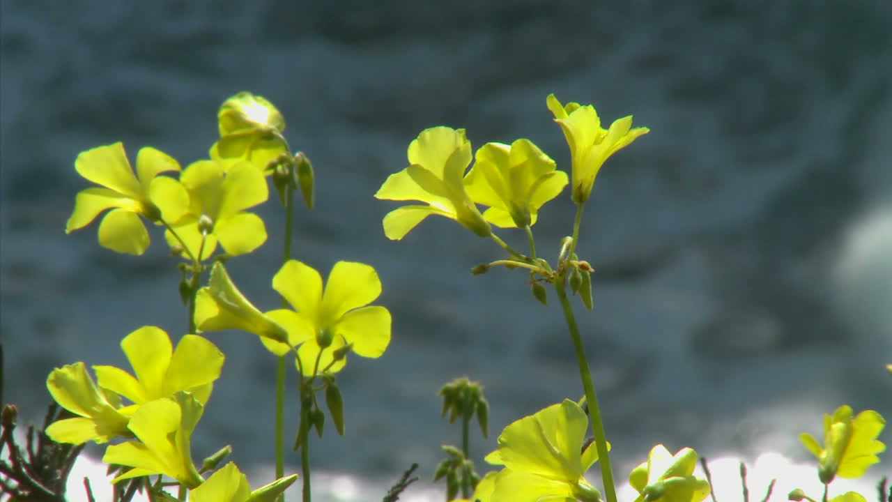 겨울 폭풍이 캘리포니아의 큰 해안선을 두드리는 동안 야생화는 바람에 반짝입니다.
