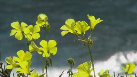 Wildblumen-Schimmern-Im-Wind,-Während-Ein-Wintersturm-Die-Big-Sur-Küste-Von-Kalifornien-Zerfetzt