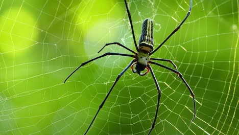 spider on the web macro