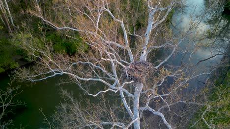 aerial pan of three bald eagle eaglets in nest in tree along river