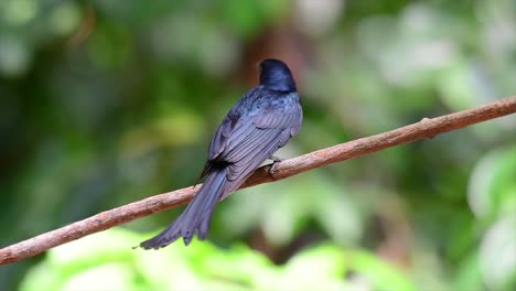 Ein-Schwarzer-Vogel-Mit-Schillernden-Federn,-Der-Schöne-Farben-Von-Einer-Lichtquelle-Reflektiert-Und-In-Ganz-Südostasien-Zu-Finden-Ist